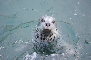 Seal