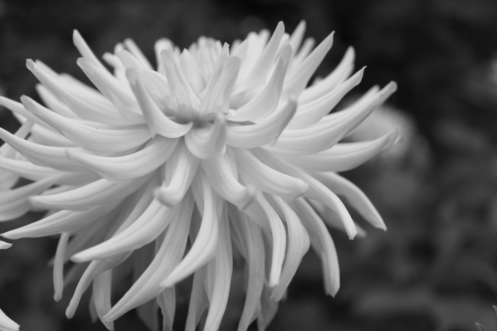 Dahlia
