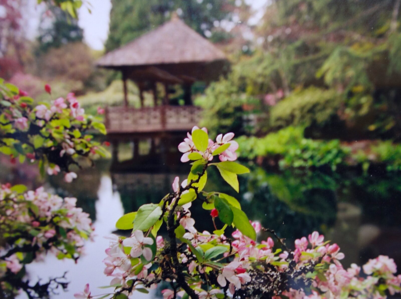 Cherry Blossoms in the Japanese Garden at Royal Roads University